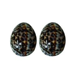 LOT DE 2 COQUILLAGES - TAILLE L
