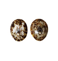 LOT DE 2 COQUILLAGES D’ALLAITEMENT - TAILLE M - DIAMETRE 6 CM